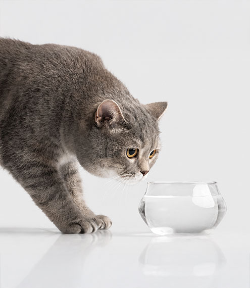 salud urinaria gatos hidratación